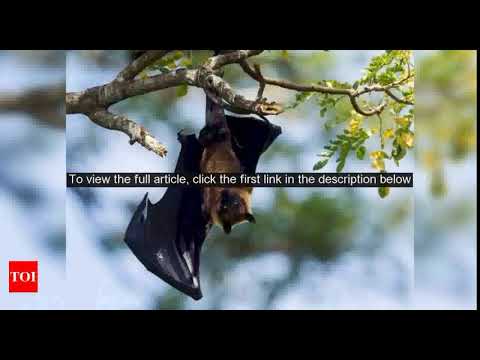 Understanding bat immune system may help identify new Covid-19 drug targets, scientists say - Times