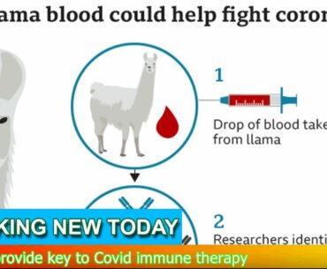 Breaking News - Llamas provide key to Covid immune therapy