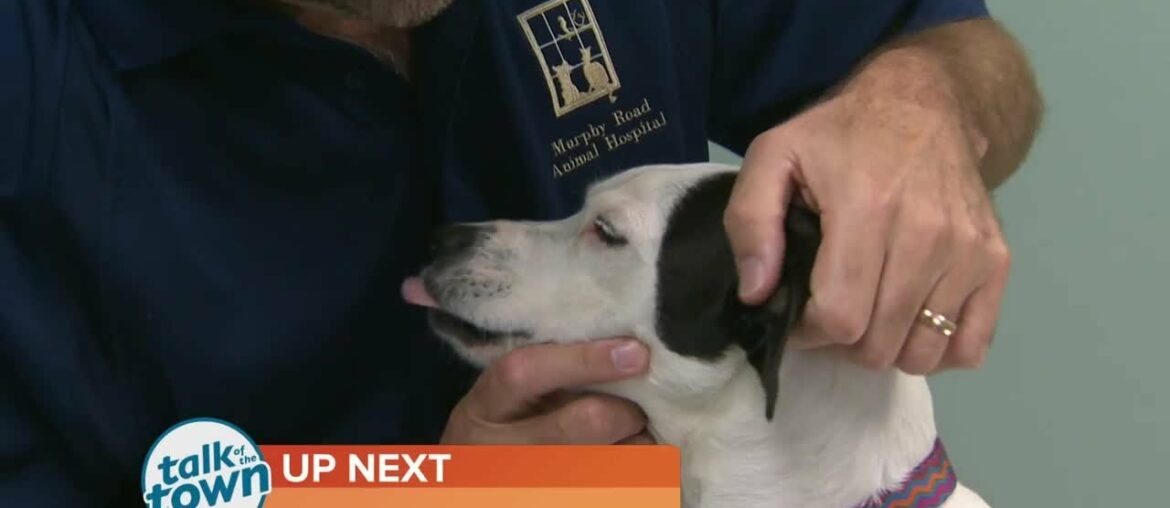 Veterinarian Dr. Craig Prior on Vitamin Supplements for your Pets