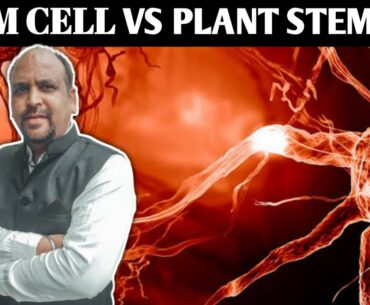 STEM CELL VS PLANT STEM CELL | SWISDREAM | HEALTH PRODUCT |