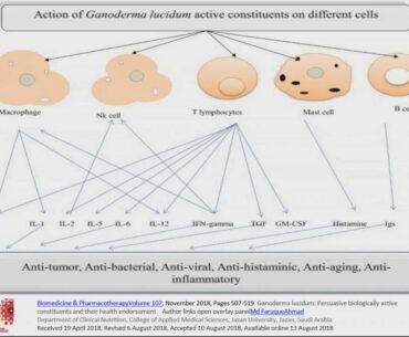 Strengthen Your Immune System to Prevent from Covid-19