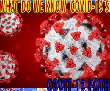 Coronavirus immunity What do we know  COVID 19 Special