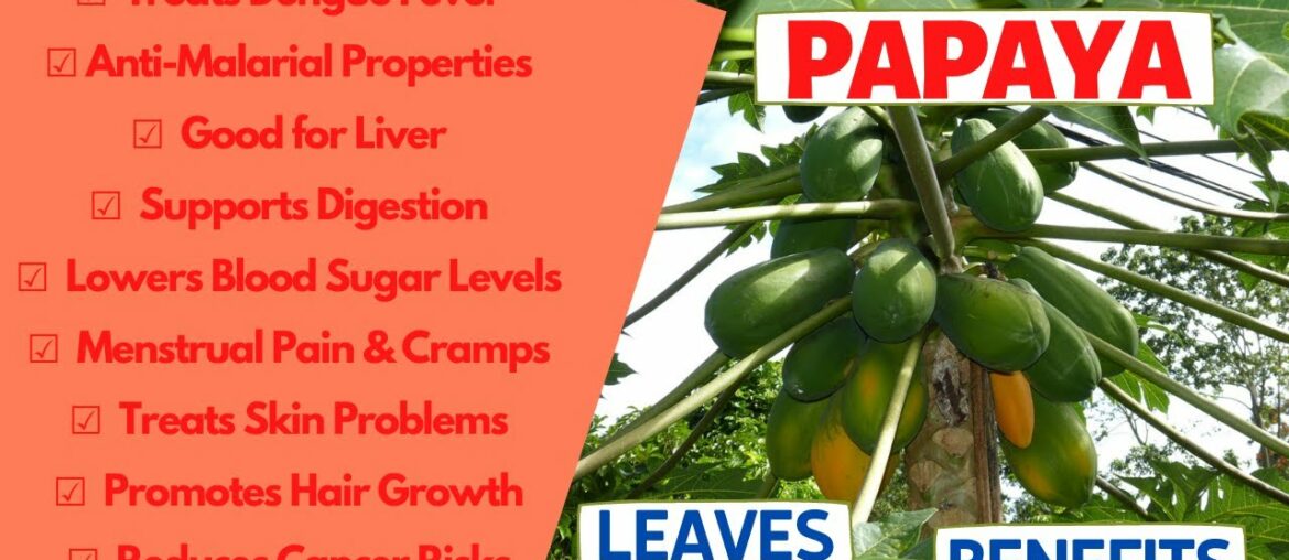 PAPAYA LEAVES BENEFITS | Dengue, Malaria, Liver, Digestion, Blood Sugar, Menstrual Pain, Skin, Hair