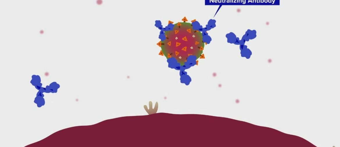 New antibody test from NKY lab shows levels of immunity against COVID-19