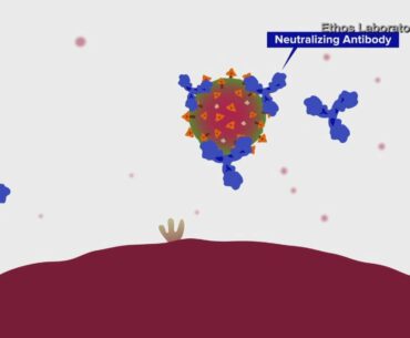 New antibody test from NKY lab shows levels of immunity against COVID-19