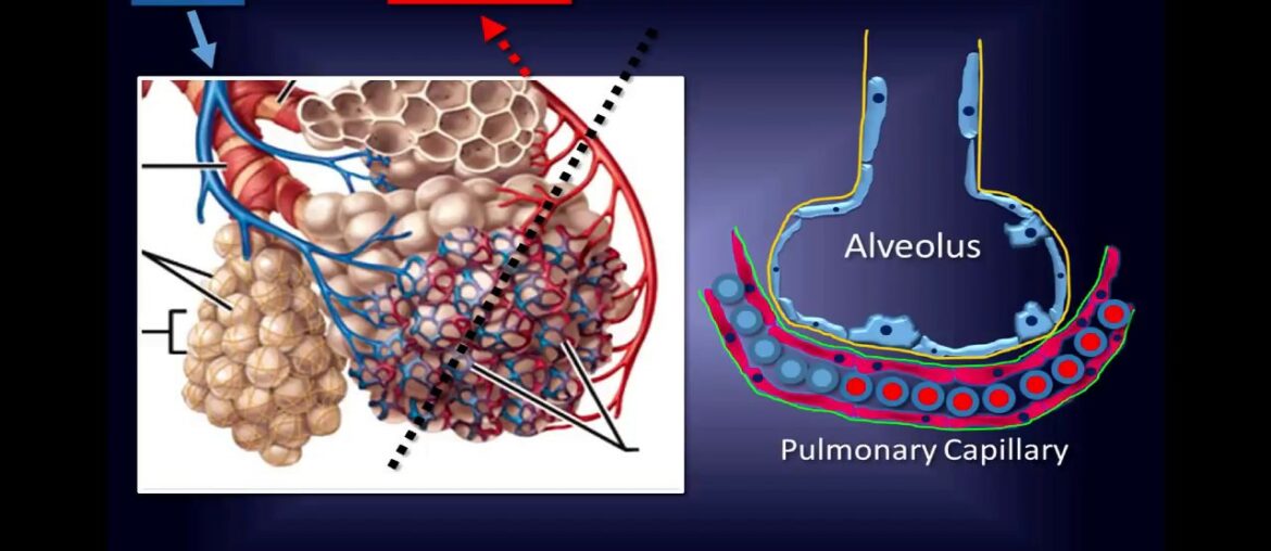 Intravenous Vitamin C: Pathway to a New Therapy to Save Lives