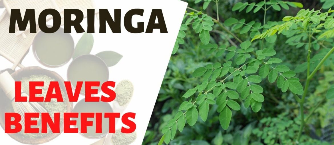 MORINGA LEAVES BENEFITS | Improve Lactation, Rich in Antioxidant, Lowers Cholesterol, Rich in Amino