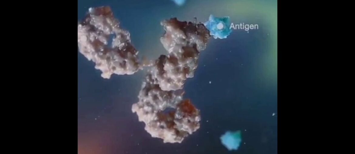 Long term immunity system against corona virus Disease??Lets see know it together