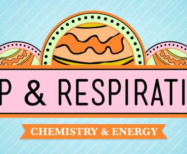 ATP & Respiration: Crash Course Biology #7