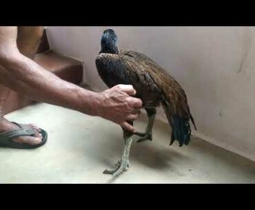 neurobion forte injection- part 1