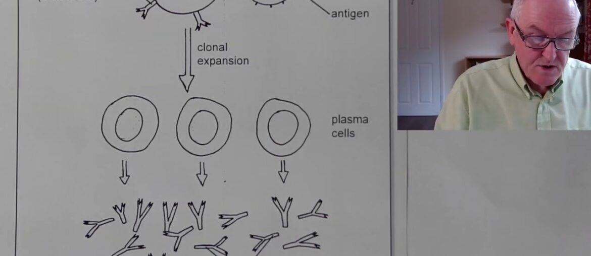Long term immunity more likely