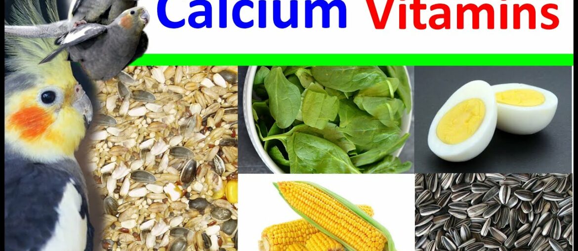 cockatiel vitamins || cockatiel calcium || cockatiel feed