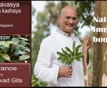 AATI AMAVASYA | ALSTONIA, NATURE'S SOLUTION FOR VIRAL INFECTION | COVID-19 | AYURVEDA  | IMMUNITY