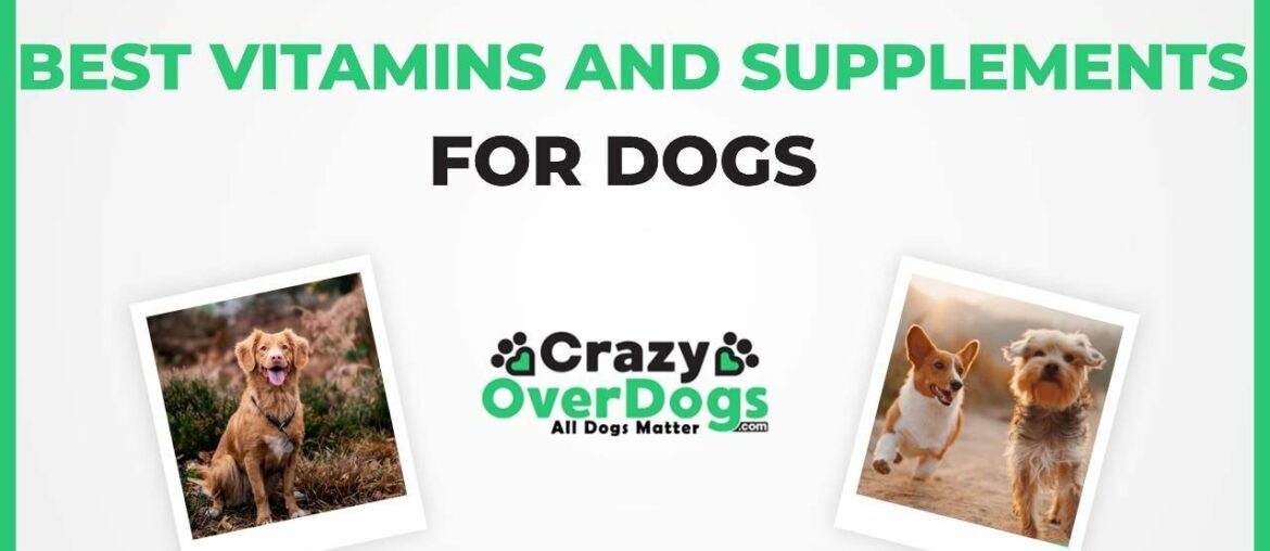 Best Dog Vitamins and Supplements 2020