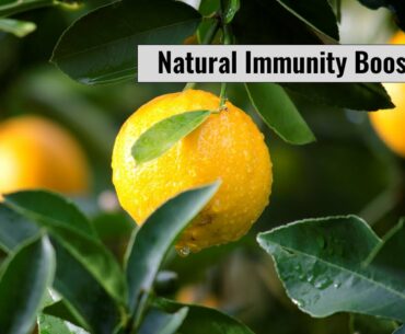 Natural Immunity Boosters
