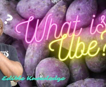 What is Ube?