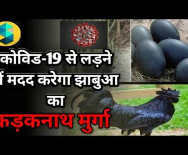 KADAKNATH' chicken  Covid-19 is helpful in the treatment of immunity booster | current affairs 2020