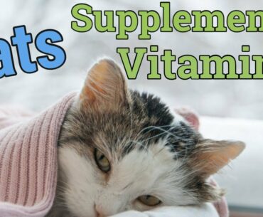 Cats Vitamins and Supplements 2019 hindi/urdu