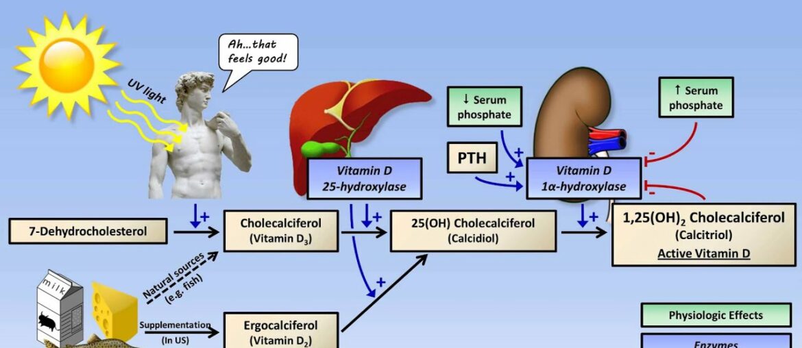 Calcium and Phosphate Metabolism
