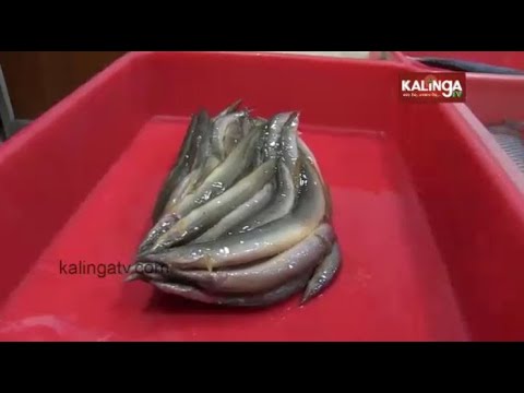 Opinion: Vitamin C, D & E In Fish Can Help Build Immunity Against Covid-19 || Kalinga TV