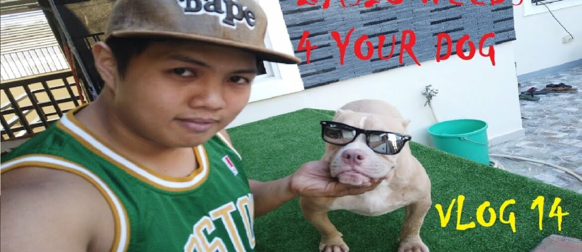 VLOG 14 BASIC NEEDS OF MY BULLY DOGS (VITAMINS & SUPPLEMENTS ETC.) | DON RAIDER