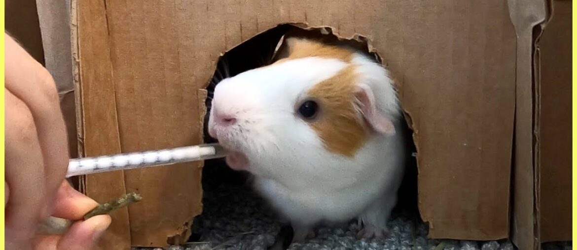 How to trick a guinea pig into drinking vitamin C