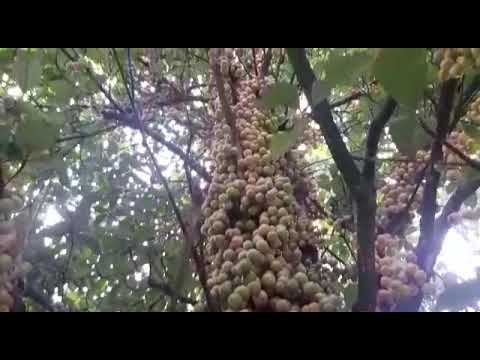 Rich Content Of Vitamin C, Zinc and Iron. This is Kusum Fruit Found Abundantly In This Season.