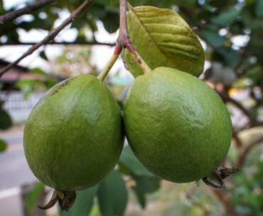 Top 10 foods highest in vitamin C. Vitamin C