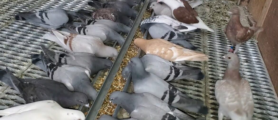 Pigeon Vitamins & Supplements | Loft Dimensions