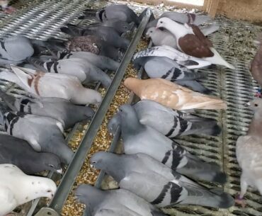 Pigeon Vitamins & Supplements | Loft Dimensions