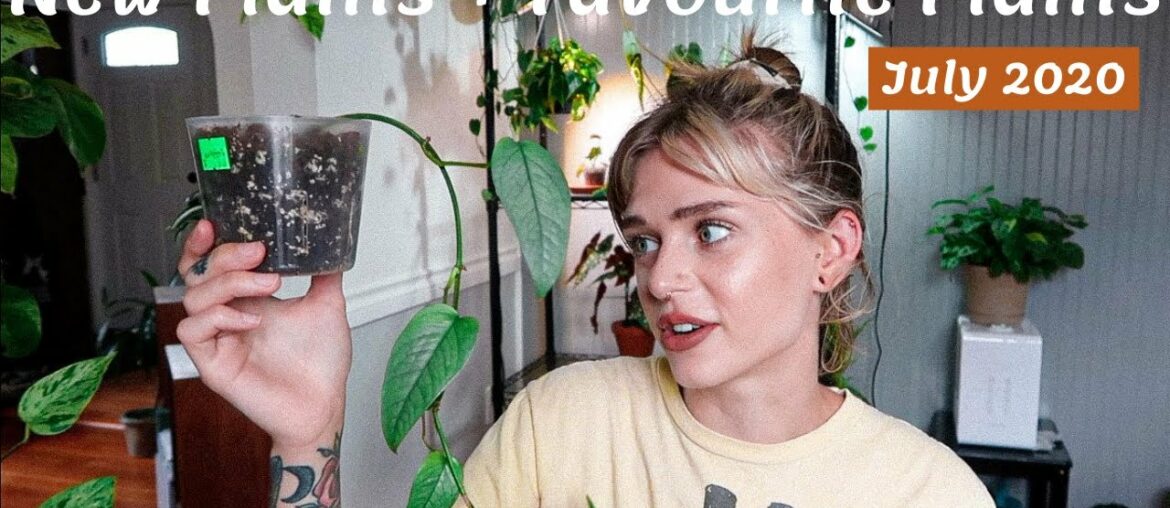 Plant Haul + 5 Favourite Plants of July