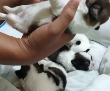 Puppies drink vitamins