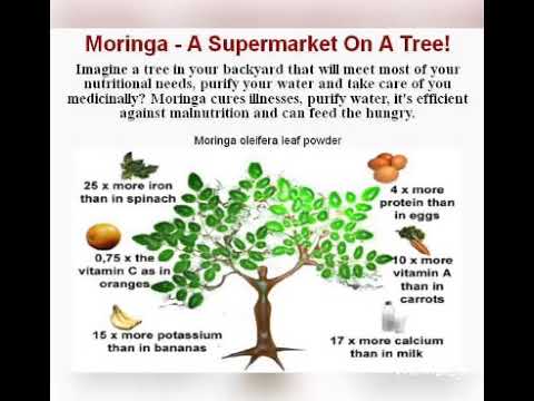 Malunggay shake w/ apple&honey. Pampalakas Ng immune system na Panlaban sa covid19 at iba pang sakit