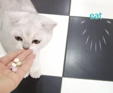 Eat !Eat! Who is the fastest? Cats are eating vitamins! Yummy!