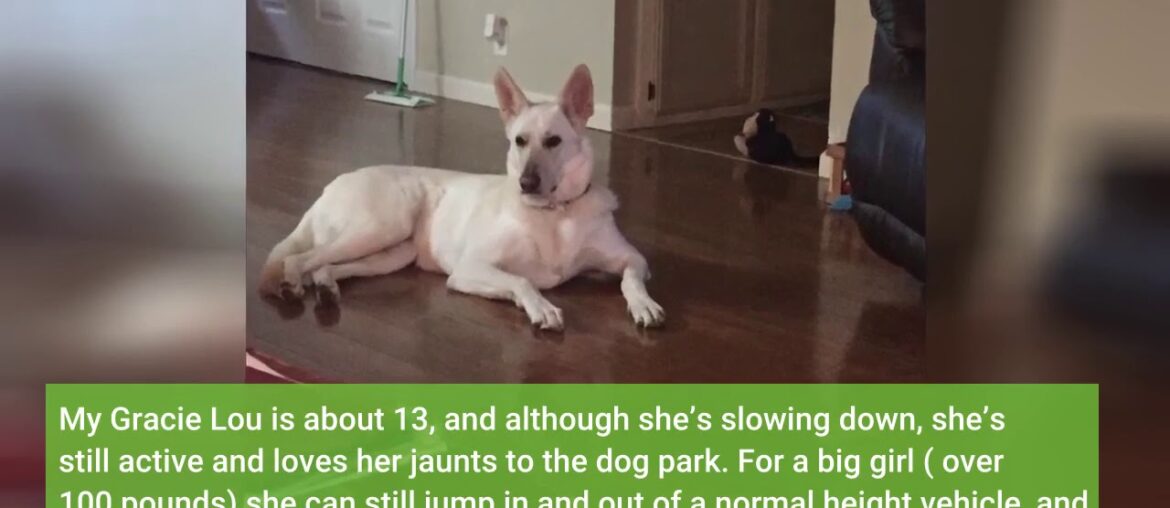 Paws & Pals Glucosamine Supplement for Dogs: Hip & Joint Health Supplements with Chondroitin &...