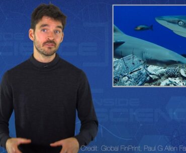 COVID-19 Vaccine, Sharks and Mezcal