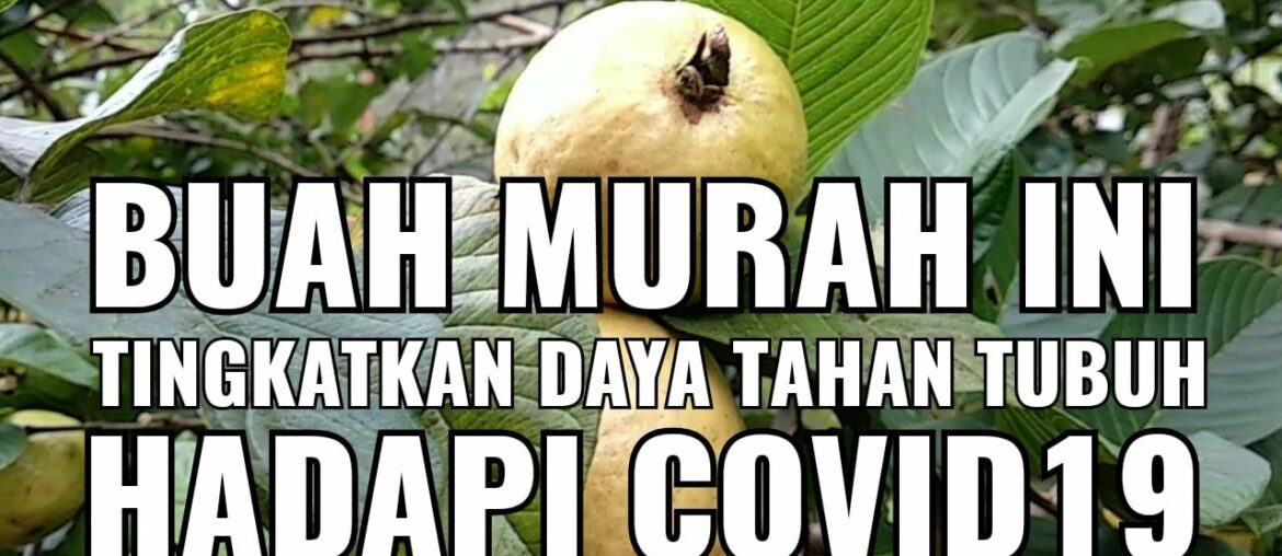 Buah Murah ini Cocok Hadapi Covid19