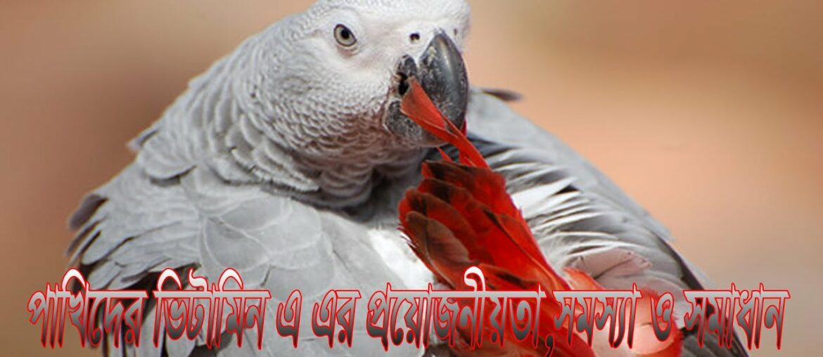 vitamin A Deficiency symptoms and treatment in bird's | parrot Diseases