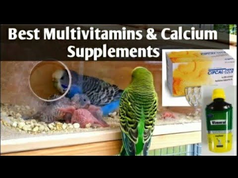 Budgies Parrots Supplements Calcium and Vitamins, love birds,Cockatiel
