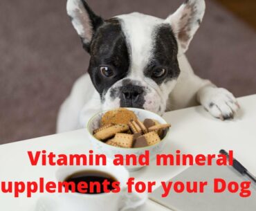 Vitamin and mineral supplements for your pets