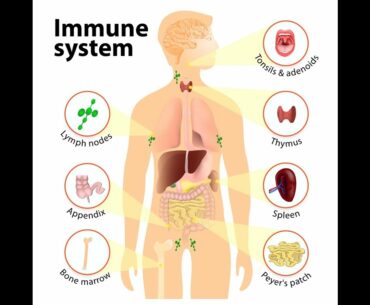 Yesureba tv -DR YEBOAH  IMMUNE SYSTEM