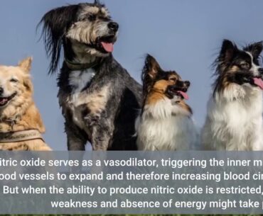 Best Dog Vitamins & Supplements - Low Prices (Free Fundamentals Explained