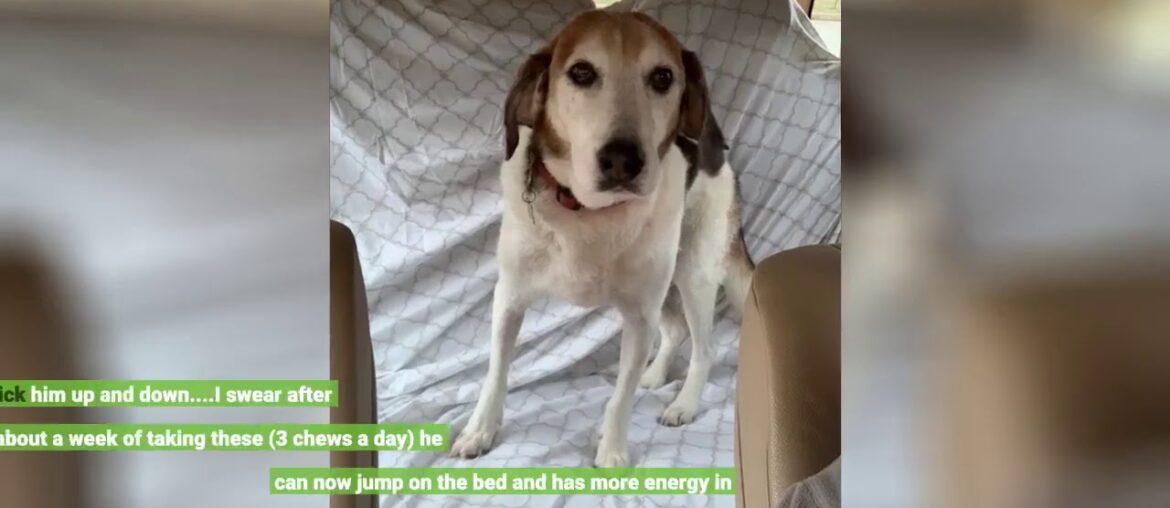 Advanced Hip and Joint Supplement for Dogs with Organic Hemp Seeds and Oil, Best Dogs Glucosami...