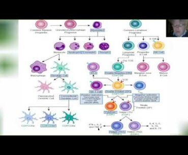 PandaCast | Immunology & Covid-19