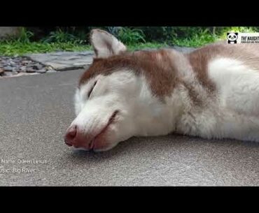 HOW TO FIGHT COVID19 VIRUS I BOOSTING IMMUNE SYSTEM I TAKING A GOOD REST I HEALING VIDEO