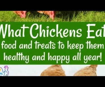 Supplements And Vitamins That Will Help Keep Your Chickens Healthy