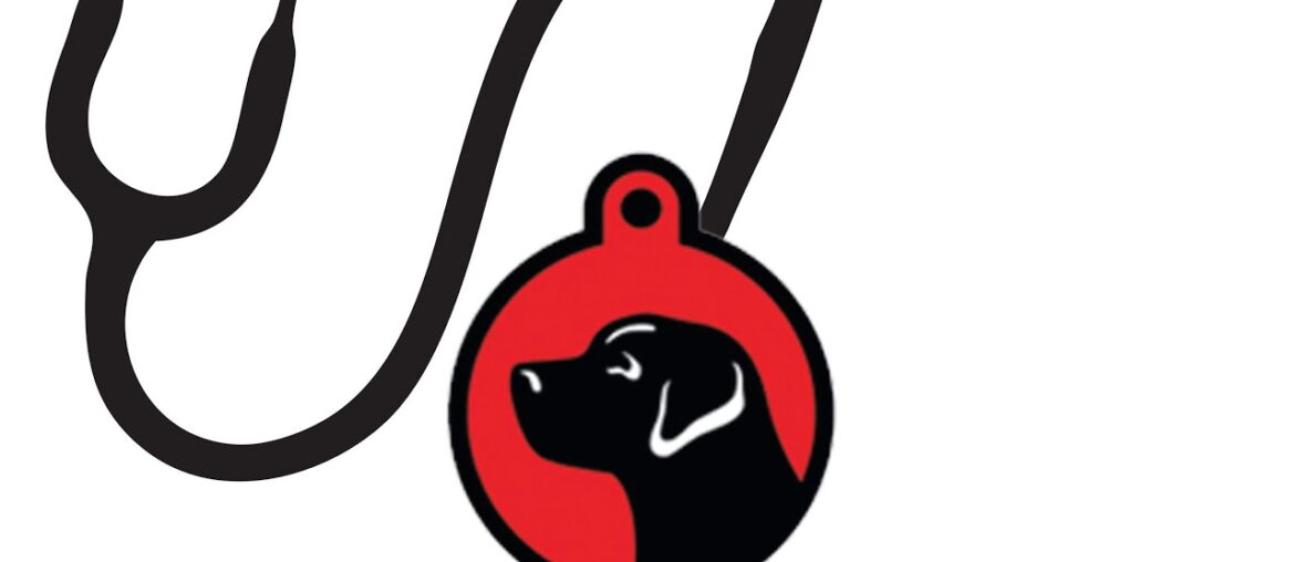 Dr. Armstrong discussed vitamin supplements for your older dog.