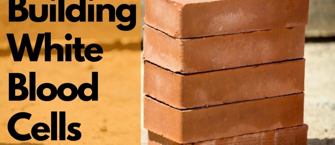 Building White Blood Cells + A Huge Change in 6 Weeks