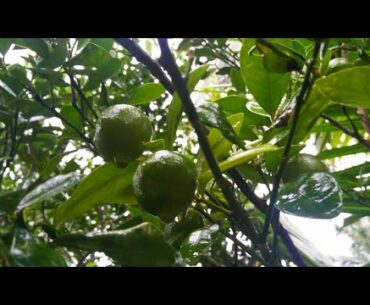 Chinese orange tree | Full of Vitamin C