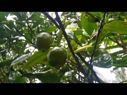 Chinese orange tree | Full of Vitamin C